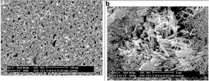 SEM of bar specimens processed by slip casting from sanblend clay and fired at 1330°C. (a) No orientation of clay sheets. (b) Both types of mullite phase are present as fine needles and large prismatic grains.