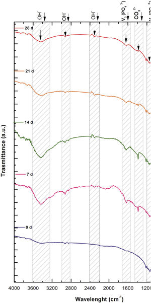 FTIR spectra showing the main functional groups of the VZ1.0 scaffolds before and after various immersion times in SBF.