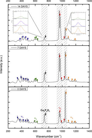 Raman spectrum of sample V1 shows the main groups found after being immersed in SBF at different days (7 and 14 days).
