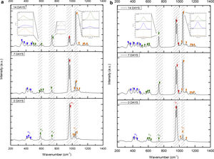Raman spectrum of samples (a) VZ0.5 and (b) VZ1.0 after being immersed in SBF at different days (7 and 14 days).