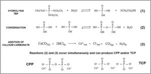 TEP hydrolysis and condensation reactions in the presence of calcium during core preparation.