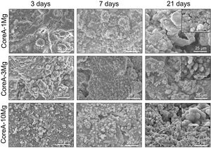 SEM images obtained after the in vitro bioactivity evaluation of the CoreA-XMg scaffold at 3 days, 7 days, and 21 days.