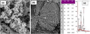 (a) HCA formation on the surface of 6%P, (b) poor HCA formation on the surface of 9%P, and (c) the EDX analysis of HCA particles in 6%P.