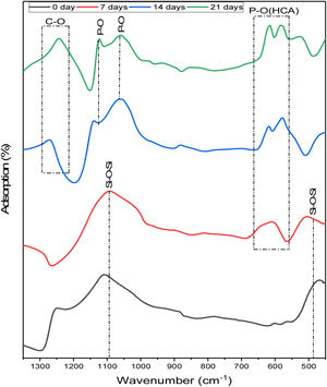 FTIR spectra of the 6%P sample immersed in SBF for different days.