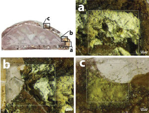 Optical micrographs of the mediaeval decorated glass surface after cleaning using a fs IR laser. The treated areas are marked with a square. Note the colour change from dark brown (untreated surface) to whitish-brown (treated surface).