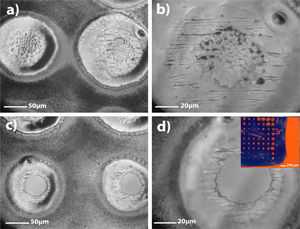 Optical micrographs of the red glass surface irradiated with five (a and b) and 10 (c and d) series of 200 laser pulses. A 30s time lapse between two consecutive series of pulses was applied. The inset corresponds to a photograph of the red glass surface after the laser treatment.