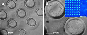 Optical micrographs (a and b) of the green glass surface irradiated with ten series of 200 pulses and a time lapse of 30s between two consecutive series of pulses. The inset corresponds to a photograph of the green glass surface after the laser treatment.