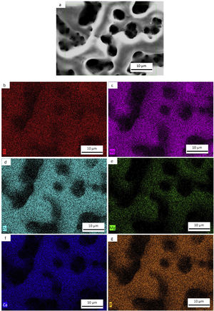 Typical element mapping by EDS of as-cast TNZ33 sample coating by PEO. (a) SEM of TNZ33. (b)–(g) map distribution of Ti, Nb, Zr, Mg, Ca and P elements.