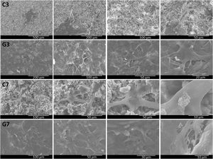 Cell morphological characteristics of ahMSCs cultured on bioactive ceramics for 3 and 7 days for C: SiCaP2O5 and G: rGO-coated SiCaP2O5.