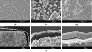 SEM images of the rGO-SiCaP2O5 scaffold's surface morphology after soaking time in SBF for (a) 1 day (b) 5 days, (c) 7 days, and (d) cross-section images, after soaking time in SBF for 14 days.