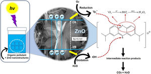 Degradation mechanism of MB by ZnO nanostructures.