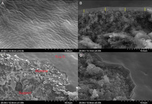 FESEM of the TiO2 top layer deposited over the intermediate layer and MK50 substrate.
