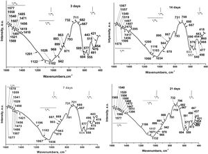 FTIR analysis for the α/β-TCP samples, after in vitro test in SBF.