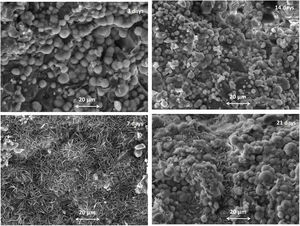 SEM results for the contact surfaces of glass-ceramic samples (pellets) after SBF immersion for various time points in static conditions.