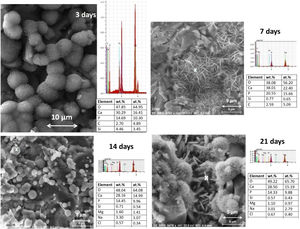 EDX spectra of the contact surfaces of glass-ceramic samples (pellets) after SBF immersion.