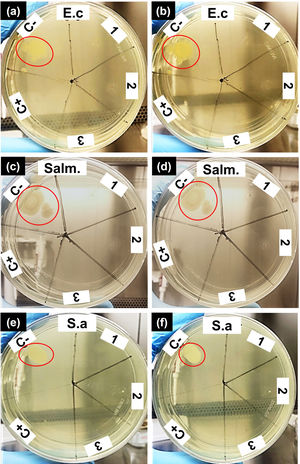 Antimicrobial activity evaluation of the extract of the CS5C cement. E.c: Escherichia coli (a and b); Salm.: Salmonella sp. (c and d); S.a: Staphylococcus aureus (e and f); C−: negative control; C+: positive control.