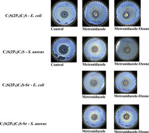 Control with antibiotics and S. aureus and E. coli. One image per sample of different scaffold type and medication loaded shown: C2S(2P6)C2S inoculated with E. coli, C2S(2P6)C2S inoculated with S. aureus; C2S(2P6)C2S-Sr inoculated with E. coli; C2S(2P6)C2S-Sr inoculated with S. aureus.