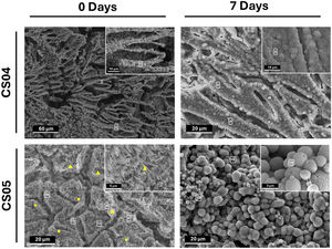 Surface analysis. FESEM-EDS micrographs depicting the microstructure of the scaffolds prior to (0D) and following 7 days of SBF exposure.