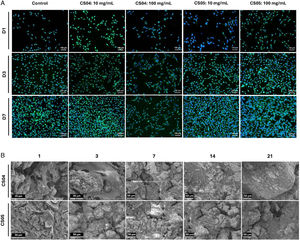 Evaluation of MC3T3-E1 morphology upon exposure to CM-IDP (A) and plated on scaffolds CS04 and CS05 (B).