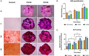 Osteogenic assessment. Qualitative (A) and quantitative (B) ARS staining results, along with the quantification of ALP specific activity (C).