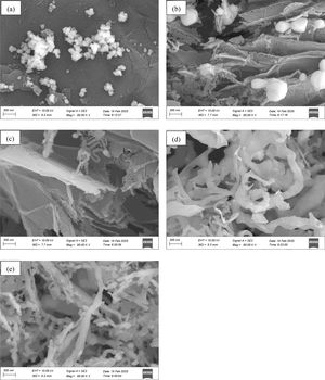 SEM micrographs of the precursor mixed powder and the powder samples synthesized in an argon-protected atmosphere at distinct temperatures with a 1.5h isothermal hold: (a)100°C; (b)1450°C; (c)1500°C; (d)1550°C; (e)1600°C.