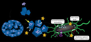 Schematic representation of bactericidal mechanism in CuO/CuWO4 heterostructure.
