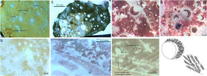 Micrographs of the investigated samples: (a) GD showing the circles with different sizes, surrounded by yellowish green zones. (b) GDA250 with similar texture to GD sample. (c1) GDA350 showing a texture similar to the previous ones, but the color changed from greenish to reddish. (c2) GDA350 showing red color with martensitic-like type structure. (d1) GDA450 sample with the crescent shaped circles and martensitic-like structure. (d2) Details of the twins of the martensitic-like structure in GDA450 sample. (e1) Martensitic-like structure and the crescent shaped circles in GDA550 sample. (e2) Scheme showing the small rounded particles on the crescent shaped borders and on the plates of the martensitic-like structures of GDA550 sample.