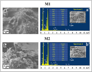 Micrographs of fractures of bricks made with mixtures M1 and M2 (a and b) and contents of elements at different places of the ceramics indicated in (a′, b′). Tsint.: 800°C, tsint.: 8h.