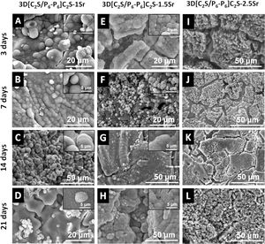 SEM micrographs of the 3D[C2S/P6-P6]C2S-XSr coated scaffolds after different soaking times in SBF. (A–D) 3D[C2S/P6-P6]C2S-1Sr scaffolds at 3-21days. (E–H) 3D[C2S/P6-P6]C2S-1.5Sr scaffolds at 3–21days. (I–L) 3D[C2S/P6-P6]C2S-2.5Sr scaffolds at 3-21days.