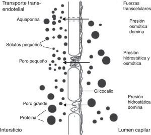 Modelo de los 3 poros de la membrana peritoneal. Reproducido con autorización de B. Rippe7.