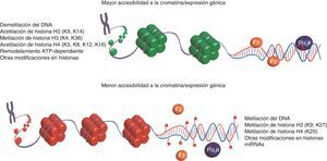 Mecanismos epigenéticos y sus efectos sobre la expresión de genes. La expresión de genes puede ser controlada a mediano y largo plazo modificando tanto los sitios de unión de factores de transcripción (FT) y la polimerasa de ARN (Pol II) sin mutar la secuencia primaria del ADN, así como la unión del ADN a las histonas (octámeros verdes y rojos). En la parte superior se indican aquellas modificaciones epigenéticas asociadas positivamente con la accesibilidad a la cromatina (histonas en verde), permitiendo la unión de la maquinaria transcripcional y la expresión génica. En contraste los mecanismos epigenéticos enlistados en la parte inferior reducen la accesibilidad a la cromatina (histonas en rojo), generando regiones con una estructura «cerrada» o evitando la unión de factores de transcripción al ADN mediante su metilación (círculos rojos unidos mediante una cinta púrpura al ADN).