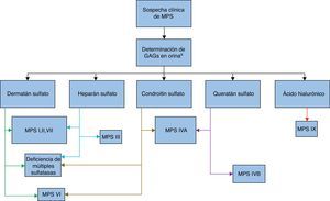 Algoritmo indicando el estudio de tamizaje inicial ante la sospecha clínica de MPS. a La determinación de GAGs en orina se puede realizar tanto por electroforesis como por cromatografía. Los colores de las flechas indican el tipo de GAG excretado, algunas MPS tienen 2 o 3 tipo de GAG. Este es el primer paso para orientar la determinación enzimática en plasma que se detalla en la figura 2.