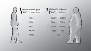 Hipermetilación del ADN y su asociación con la obesidad. Se ha reportado una serie de genes cuyo nivel de metilación se relaciona de manera negativa (panel izquierdo) o positiva (panel derecho) con el IMC o la presencia de obesidad.