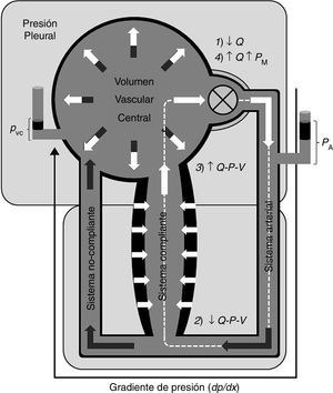 Modelo conceptual del circuito sistémico con la subdivisión vascular central (parte superior) y la periférica (parte inferior), la cual se compone de 2 canales o lechos vasculares de diferente compliancia, perfundidos por el sistema arterial. Q−P−V: relación flujo-presión volumen (ver explicación en el texto).