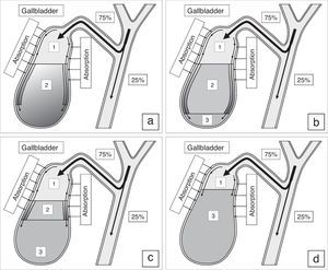 Process of gallbladder bile formation in healthy humans from the data of dynamic intravenous cholecystography. (a) 15–20min after intravenous instillation of contrast; (b) 30–40min after intravenous instillation of contrast; (c) 1.5–2.0h after intravenous instillation of contrast; (d) 2.5–3.0h after intravenous instillation of contrast. 1 – Contrasting unconcentrated hepatic bile; 2 – non-contrasting concentrated gallbladder bile; 3 – contrasting concentrated gallbladder bile.