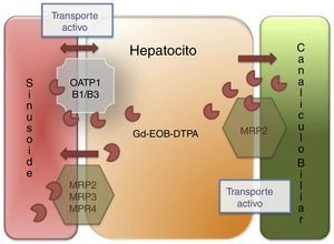 Mecanismo de acción de los contrastes hepatoespecíficos. El agente hepatoespecífico se introduce al hepatocito a través del polipéptido transportador del anión orgánico (OATP1, B1/B3), sale a través de las proteínas dependientes de ATP multifármaco-resistentes (MRP2, MRP3, MRP4) localizadas en la membrana sinusoidal. El MRP2 es regulado por recuperación de la membrana (disminución del flujo de salida de bilis) o introducción (aumento del flujo de salida), finalmente el agente hepatoespecífico no es metabolizado por el hepatocito y es excretado sin cambios en la bilis.