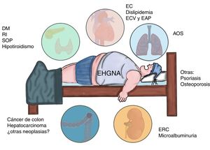 Enfermedades asociadas a la afectación multisistémica presente en la enfermedad por hígado graso no alcohólico (EHGNA). AOS: apnea obstructiva del sueño; DM: diabetes mellitus; EAP: enfermedad arterial periférica; EC: enfermedad coronaria; ECV: enfermedad cardiovascular; ERC; enfermedad renal crónica; RI: resistencia a la insulina; SOP: síndrome de ovario poliquístico.