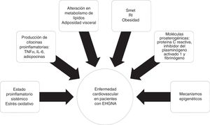Mecanismos involucrados en la fisiopatología y la progresión de la enfermedad cardiovascular en pacientes con enfermedad por hígado graso no alcohólico (EHGNA).