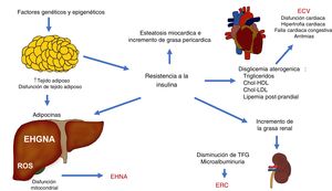 Interacciones fisiopatológicas que vinculan la enfermedad cardiovascular (ECV), la enfermedad renal crónica (ERC) y otras complicaciones observadas en la enfermedad por hígado graso no alcohólico (EHGNA). Chol-HDL: colesterol ligado a lipoproteínas de alta densidad; Chol-LDL: colesterol ligado a lipoproteínas de baja densidad; EHNA: esteatohepatitis no alcohólica; ROS: especies reactivas de oxígeno; TFG: tasa de filtración glomerular.