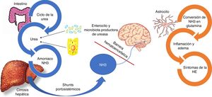 Fisiopatología de la encefalopatía hepática. El amoniaco (NH3) está compuesto por nitrógeno e hidrógeno y es derivado principalmente del metabolismo proteico. En circunstancias normales el NH3 es convertido en urea para ser eliminado por los riñones y músculo-esquelético. Paralelamente, un cuarto de la urea producida del ciclo de la urea es enviada al intestino, donde es convertida en NH3 especialmente por la acción de la enzima glutaminasa ubicada en los enterocitos del intestino delgado y el colon, así como por la acción de la gran cantidad de bacterias productoras de ureasa que son parte de la microbiota intestinal. En el contexto de insuficiencia hepática, como es el caso de los pacientes con cirrosis hepática, el proceso del metabolismo del NH3 se ve interrumpido dando como resultado el incremento del NH3. Adicionalmente, los shunts portosistémicos pueden ayudar al incremento circulante del NH3 el cual atraviesa la barrera hematoencefálica y se metaboliza en los astrocitos por la glutamina sintetasa, que convierte el NH3 y el glutamato en glutamina. La acumulación de glutamina en los astrocitos crea un gradiente osmótico, lo que resulta en la inflamación de los astrocitos y la generación de especies reactivas de oxígeno. Estudios de imagen han demostrado edema cerebral incluso en pacientes con encefalopatía hepática mínima, el cual se relaciona con deterioro cognitivo.