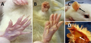 Ictericia de los animales con LCBC. A) Piel anictérica; B) ictericia de la piel y pelo al día 28 del experimento; C) ictericia de la región de la oreja (flecha negra) al día 28 del experimento; D) ictericia de la hipodermis (flecha blanca) al día 28 del experimento. LCBC: ligadura del conducto biliar común.
