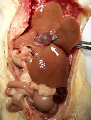 Hepatomegalia y dilatación de la vena portal. La hepatomegalia y dilatación de la vena portal (flecha blanca) estuvieron presentes en algunos de los animales con LCBC. LCBC: ligadura del conducto biliar común.