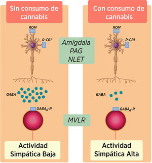 Inhibición de la actividad de neuronas GABAérgicas descendentes por el consumo crónico de cannabis.