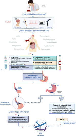 Algoritmo sobre el abordaje y el tratamiento de la hemorragia variceal aguda.