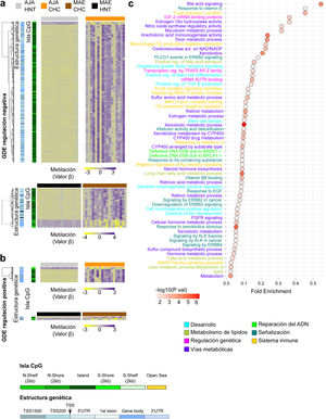 Análisis integrado del perfil transcriptómico y de metilación del ADN de pacientes peruanos con CHC. Se utilizaron mapas de calor basado en una agrupación jerárquica no-supervisada para mostrar los niveles de metilación del ADN (valor β) de (a) los genes diferencialmente expresados (GDE) regulados negativamente y (b) positivamente, en AJA (n = 39, panel superior) y MAE (n = 35, panel inferior). a,b) El dendrograma izquierdo muestra la anotación de la isla CpG y estructura del gen. c) Las vías con mayor valor de significancia de fold enrichment asociados al análisis integrado de la expresión de génica y metilación del ADN, se ilustraron utilizando un gráfico de dispersión. El fold enrichment es la proporción de genes de la lista de interés que se encuentra en la vía evaluada.