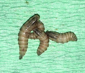 Larvas de C. hominivorax.