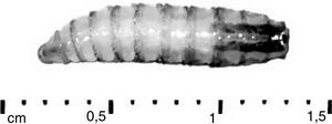 Vista superior de la larva de C. hominivorax. La característica distintiva es la presencia de los troncos traqueales dorsales pigmentados.