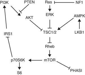 Vía de señalización TSC/mTOR. La activación de PI3K/AKT conduce a la inhibición de la actividad TSC1/2, resultando en un aumento del nivel de Rheb-GTP y la activación aguas abajo de mTOR, que a su vez fosforila p70S6K y PHASI para promover la síntesis de proteínas. LKB1 fosforila AMPK para mejorar la inhibición TSC1/2 de mTOR. Actuando aguas abajo de Ras, ERK y RSK fosforilan TSC1/2 para reprimir su actividad GAP. En un bucle de retroalimentación negativa, p70S6K fosforila IRS1 para reducir la sensibilidad a la insulina y la actividad de AKT. Los genes supresores de tumores que inhiben la actividad de mTOR están en negrita. Imagen y texto tomados de Kenerson et al.9