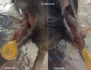 Aspecto macroscópico del cuádriceps con lesión del tendón patelar vs el control tras 12 semanas de evolución. Se observa coloración amarillo-parduzca y aumento de la consistencia al palpar las muestras de cuádriceps intervenidos (derecho) en relación con los controles (izquierdo).