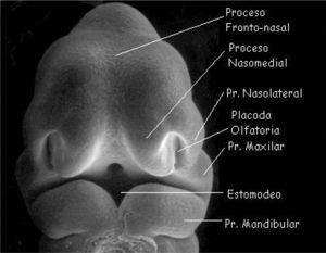 Figura 1